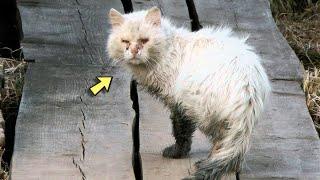 This Cat Was Looking For His Way Home For 6 YearsJust Look What Happened to Him on The Way Home