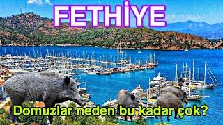 Deniz Doğa Fethiye