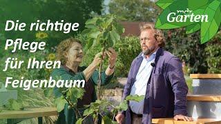 Feigen in Garten und Kübel richtig pflegen  MDR Garten