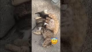 #shorts #cats #cat #catlover #catslovers #cute #trending #viral #funny #reels #love #keşfet #short