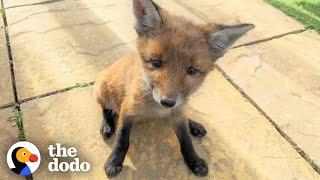 Family Rescues Baby Fox In Their Backyard And Reunites Him With Mom  The Dodo