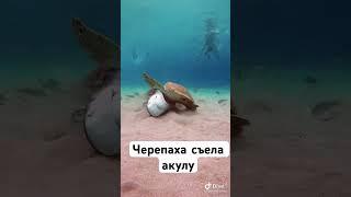 Черепаха съела акулу #экскурсиившармэльшейх