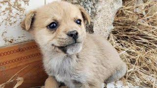 The puppy rescued in the broken house was abandoned by his mother. He was too timid and barked