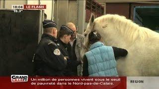 6 nouveaux chevaux pour la police nationale