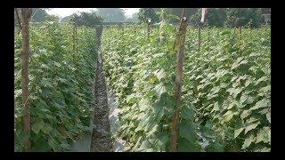 Cucumber  Pipino Growing. The secret money earner.