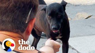 This Dog Rescue Will Make You Believe In Fate  The Dodo