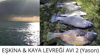 EŞKİNA & KAYA LEVREĞİ AVI  YASON 2 balık avı Eşkina İşkinaCorvina nigra Sciaena nigra