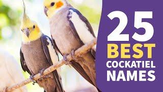 25 Best Cockatiel Names Male & Female Ideas