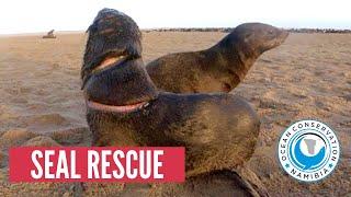 GRAPHIC Baby Seal with DEEP CUT rescued