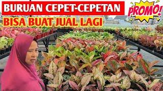 BURUAN CEPET-CEPETAN ‼️ AGLONEMA HARGA DISKON BISA BUAT JUAL LAGI  219