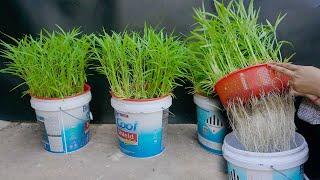 Tips to grow Water Spinach grow as fast as blow  easy for Beginners