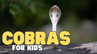 Cobras for Kids  Learn all about these fascinating reptiles