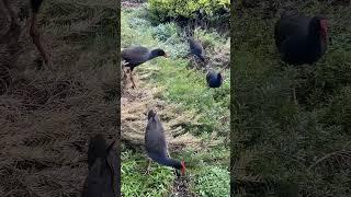 Australian Birds  Bird Watching #birds #australianbirds #nature #cute #shorts