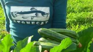 Cocozelle zucchini at Fruition Seeds
