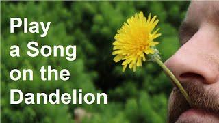 Play a Song on the Dandelion