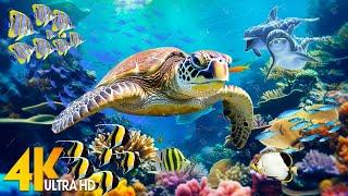 NEW 11HR Stunning 4K Underwater Footage  Rare & Colorful Sea Life Video - Relaxing Sleep Music #8