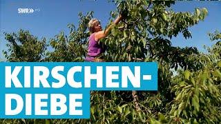 Obstklau im Badischen - Bauern leiden unter dreisten Dieben