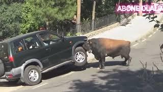 BOĞA SALDIRISI ARABANIN MOTORUNU DELİYOR  Bull Attack