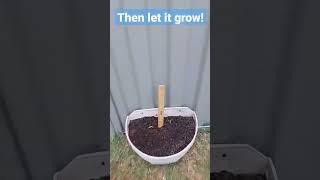 How to Grow a GIANT Ruler