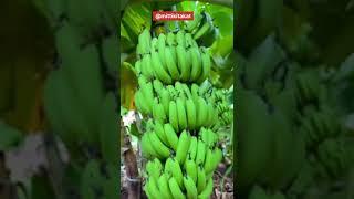 Banana  farming  Banana and onions farming  intercroping #shorts