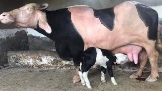 Highly Milking Biggest Udder Nili Ravi Buffalos Collection  Agri & Dairy Info