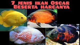 7 jenis ikan Oscar beserta harga jualnya