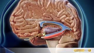 Anatomie Gehirn und Neuronales Netzwerk