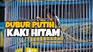 MURAI BATU DUBUR PUTIH KAKI HITAM