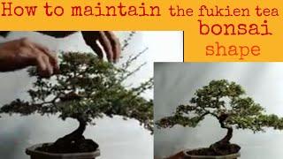 How to maintain the fukien tea bonsai shape
