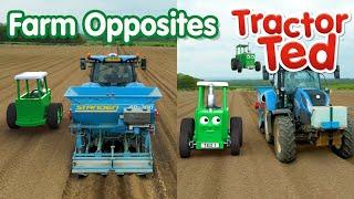 Fun Farm Opposites ⬆️ ⬇️  Tractor Ted Clips  Tractor Ted Official Channel #oppositeday