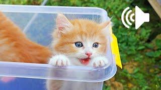 1 Jam Suara Anak Kucing - Prank Kucingmu - 1 Hour Kittens Meowing Sound