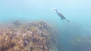 Black Cormorant bird diving for fish in Sydney Australia