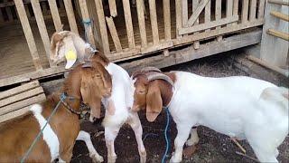 Young Boer Goat Crosses with F1 Goat in my farm