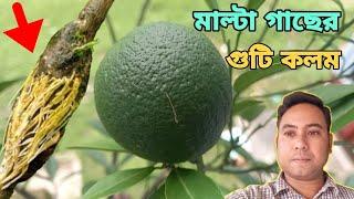 মালটা গাছের গুটি কলম করার সহজ পদ্ধতি  Easy Method Of Grafting Malta Tree