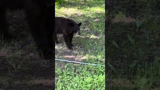 Morning Visitor #blackbear #montana