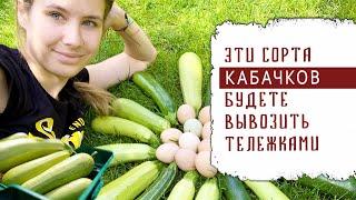 ЭТИ СОРТА БУДЕТЕ ВЫВОЗИТЬ ТЕЛЕЖКАМИ КАБАЧКИ   СУПЕР УРОЖАЙ