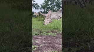 Amazing speed and flexible skill of Changeable Hawk Eagle hunt their prey #amazing #eagle #hunting