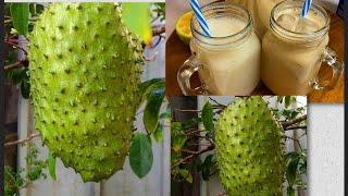 Soursop Juice Cancer Fighting Fruit Healthy & Delicious 