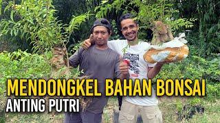 ‍ MENDONGKEL BAHAN BONSAI ANTING PUTRI 