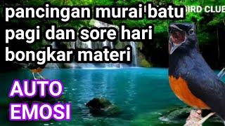 pancingan murai batu pagi dan sore hari bongkar materi