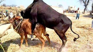 Big Bull Meets  Small Cow  Farm Breeding  Animal sex  informative video