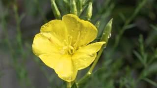 Plant portrait - Evening primrose Oenothera biennis