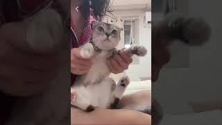 코코 제로투 1탄 고양이 제로투