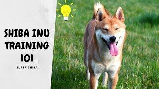 How to Train a Shiba Inu in 3 Simple Steps