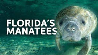 Floridas Manatees A Ticking Time Bomb?  2 Hour Marathon Documentary