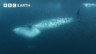 Whales Feed on Shoal of Fish  North Atlantic  4K UHD  BBC Earth