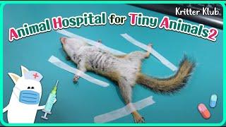 Todays Patient Chipmunk l Animal Hospital For Tiny Animals 2