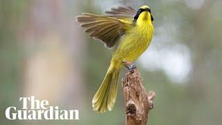 Hybrid helmeted honeyeater introduced to save bird from extinction
