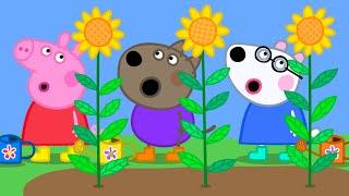 The Very Tall Sunflowers   Peppa Pig Official Full Episodes