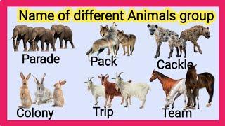 Group name of Animals collective nouns for animals  name of animals Group  animal vocabulary